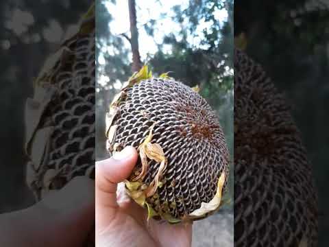 قرص زهرة تباع الشمس