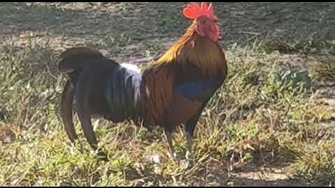 Qaib Quas Zoo Nyiam Nug Tau 02094144155