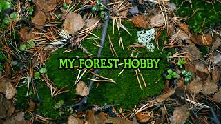 Прямая трансляция пользователя My Forest Hobby