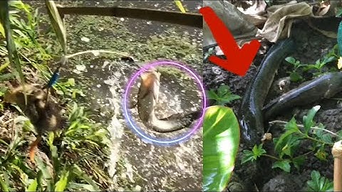 Câu Cá Lóc Nhấp Cá Bằng Vịt Con Và Những Pha Bay Táp Tung Vịt Cận Cảnh, 4 Bầy Kỷ Lục