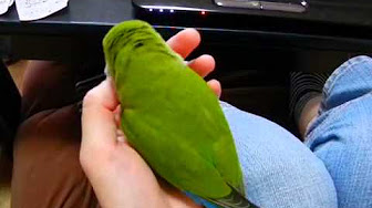 コザクラインコ特集 癒し系おもしろ楽しい人気動画 連続再生 Youtube