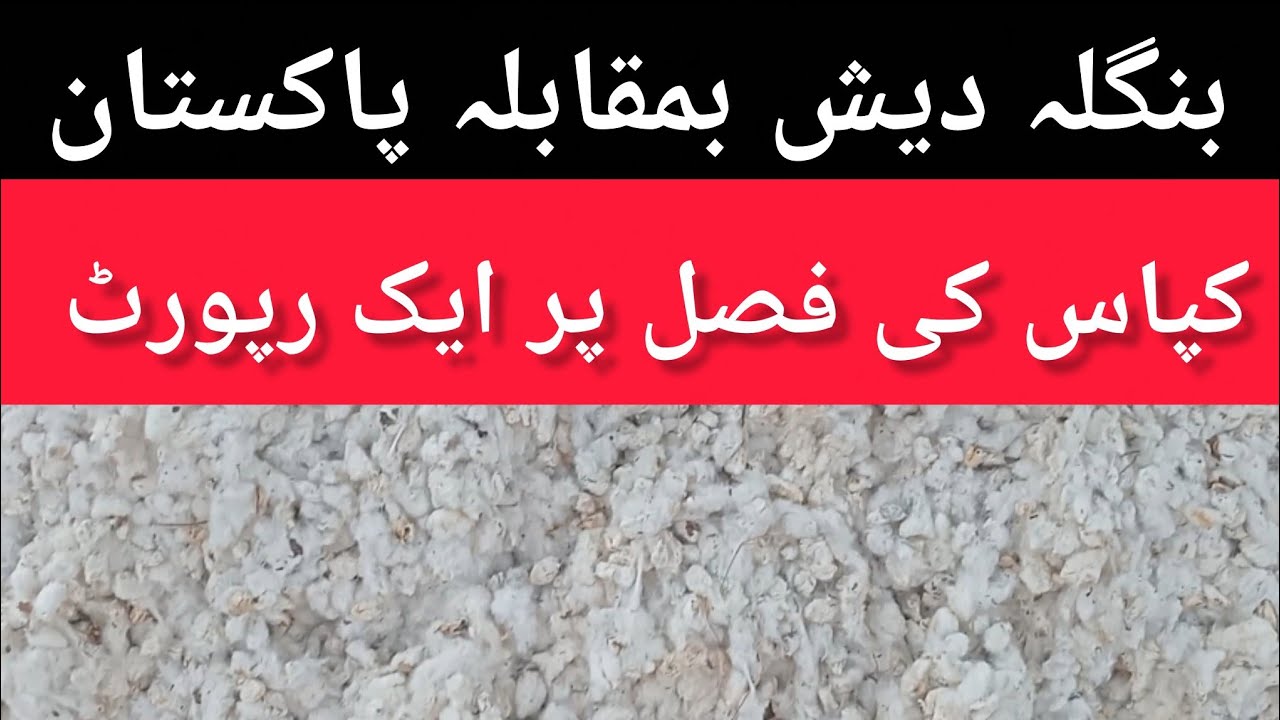 Cotton price Pakistan 2025 // kappas rate today// Pakistan and Bangladesh 2025//2026