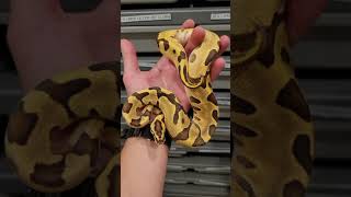 Leopard Enchi Fire Het Clown Ball Python 🔥🐍