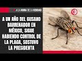 A un año del gusano barrenador en México, sigue habiendo control de la plaga, sostuvo la presidenta