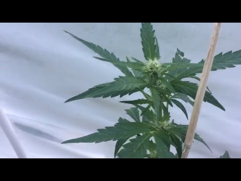 Crop kings White Widow auto time lapse Update.  Fimming/training vs natural growth.