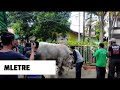 Detik-detik penyembelihan SAPI TRITON (Setia Fram)