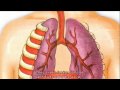 Breathing Life Into Biology The Respiratory System Explained