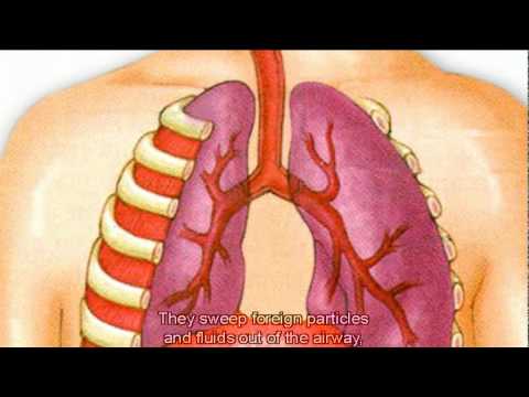 Video: KRAS's Rolle I Regulering Af Normal Human Luftvejs Basalcelledifferentiering