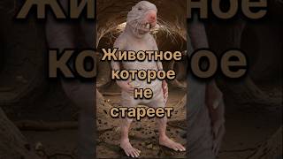 Голый землекоп — животное, которое не стареет