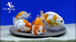 Have your Dinner? [My RANCHU and Baby Lionchu are having it]