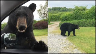 How to prevent black bears from becoming 'nuisance animals'