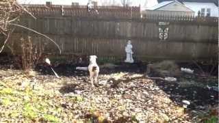 Boxer dog attacks a leaf blower. by Sphynx Lair 709 views 11 years ago 1 minute, 49 seconds