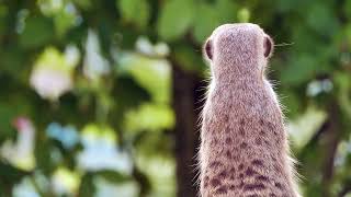 very clever and nimble animal