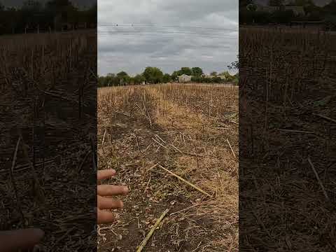 Збираємо палку соняшника