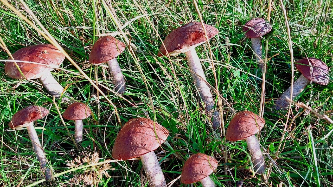 GRZYBY 2023!!!!!! KRAINA GRZYBÓW!!!!!! SZOKOWE ZBIORY W 30 MINUT ...