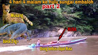 4 HARI DI HUTAN ADA YANG DAPAT RUSA, DAN KAMI DAPAT BIAWAK BESAR DAN MUSANG, MASAK DI HUTAN .