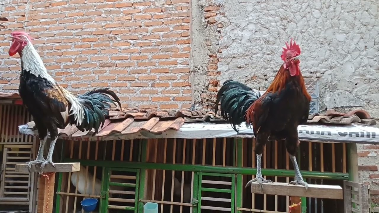 Ayam ketawa durasi Si Baret Rock