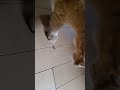 #catshorts joaozinho pegando insetos#insetos