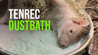 Dust Bath with a Madagascar Hedgehog Tenrec