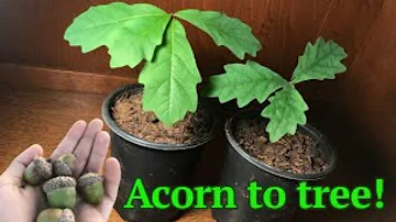 Can you grow an oak tree from a green acorn?