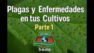 Plagas y Enfermedades en tus Cultivos | Parte 1 | Hydro Environment