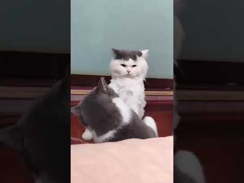 Funniest Cats And Dogs Videos 😺😍 l Funniest Cats and Dogs 🐱🐶 PART-6 #shorts