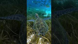 Majestic Sea Turtle Meets a Swirling School of Fish 🐢✨#wildlife #marinelife #seaturtles #shorts