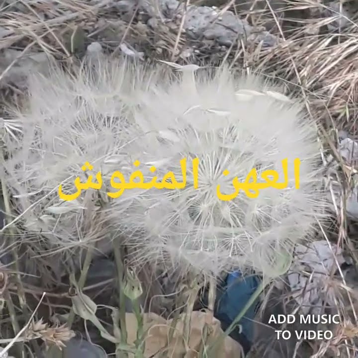 وتكون الجبال عالعهن المنفوش