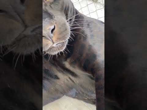 Video: How to treat snot in a cat?