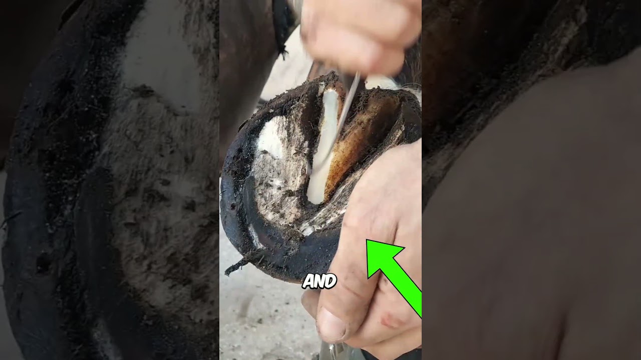 This Farrier Saved the Horse's Leg