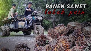 Video alam | PANEN SAWET LUBOK PUIN