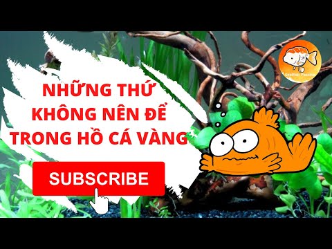 Video: Cây thủy sinh tốt nhất cho cá vàng