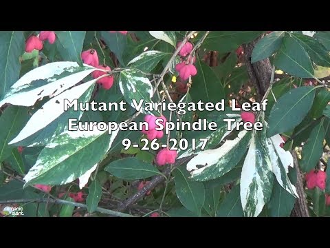 Video: Broad-leaved Spindle Tree