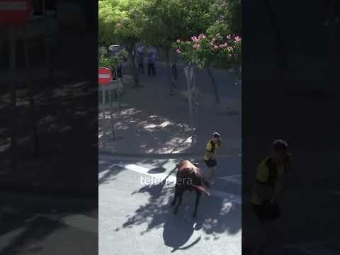 😱 DE LOCOS cara a cara con el TORO!