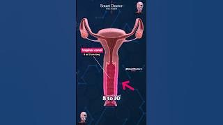 How Long Is the Vaginal Canal? ✨‍♀️