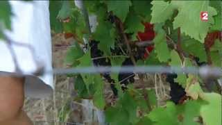 Harvest around the world: the 1 p.m. news report from October 5, 2012