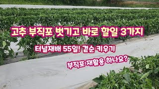터널재배 부직포 벗기고 해야할 작업 세가지 괴산젊은농부 [고추농사]