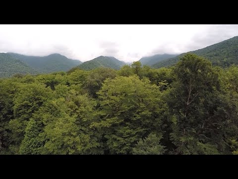 სატყეო ხანძრების მართვის სტრატეგია