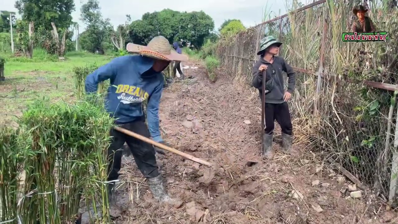 ไผ่หลอด…รับงานปลูก  เป็นแนวรั้ว …สวย&สบายตา น่ามอง!😁