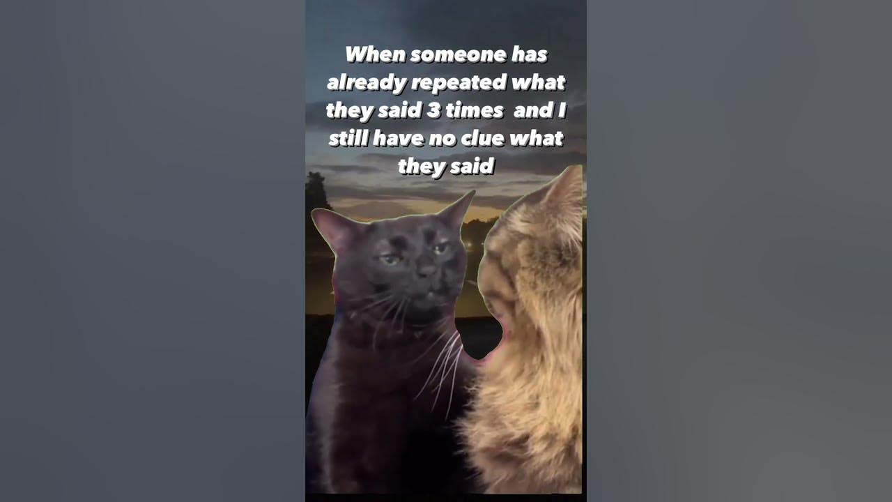 Black cat zoning out YouTube