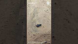 🌎🐢 Una historia que conmueve en #Tamaulipas: una tortuga sin aleta sobrevive al mar🌊