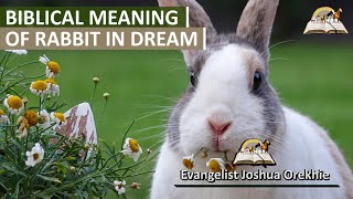 25 Dream Meaning About Rabbit    Hare Symbolism and Spiritual Message