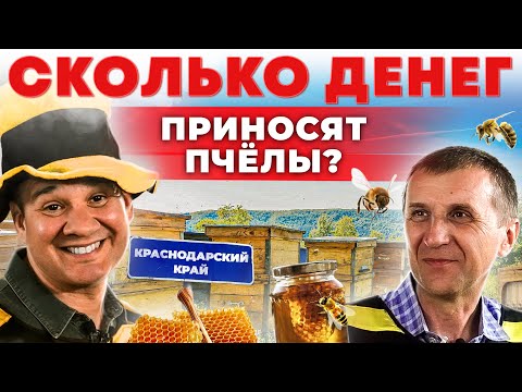 Как живет пчеловод на Кубани и зачем они кочуют? Прибыльная пасека | Андрей Даниленко