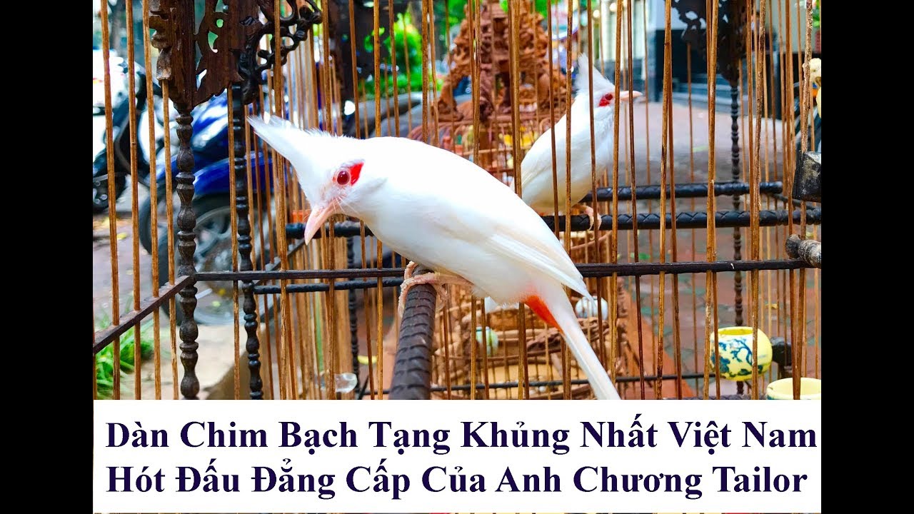 Chào Mào Bạch Tạng Hót Đấu Đẳng Cấp Nhất Việt Nam