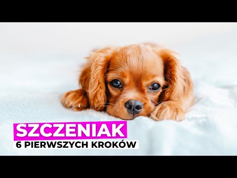 Wideo: Dlaczego kot kicha krwią z górną infekcją układu oddechowego