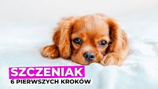 Mam SZCZENIAKA i co teraz? 6 kroków na start