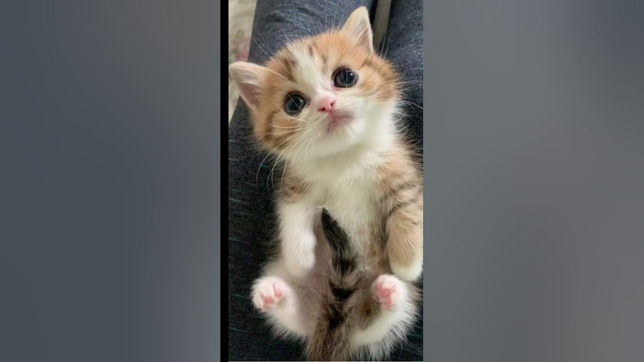 Милые котики 🐈‍⬛ - YouTube