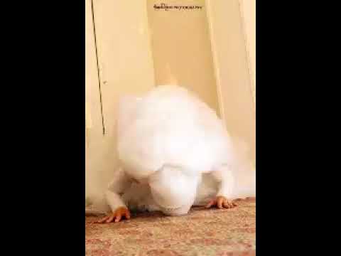 هي دي اللي اخترتها 