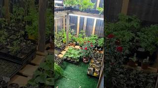 Little Greenhouse Gets Ready for a Freeze