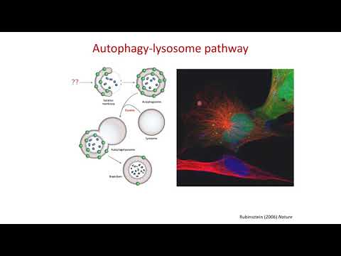 Video: Disfungsi Autophagic / Lysosomal Pada Penyakit Alzheimer